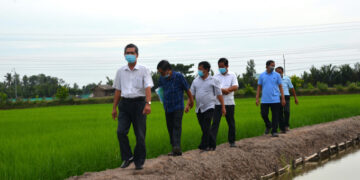 Xây dựng nhãn hiệu tập thể lúa, gạo hữu cơ