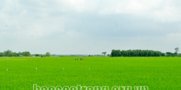 Hiệu quả phát triển kinh tế hợp tác ở Long Phú