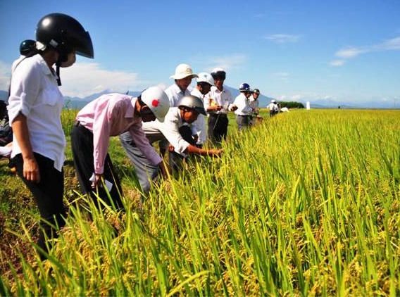 Thăm quan Mô hình trồng lúa Hữu Cơ