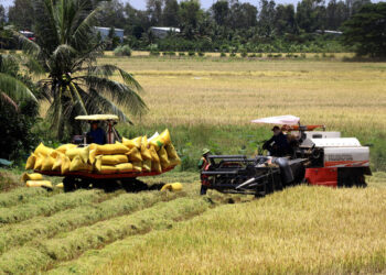 Đề án 1 triệu ha lúa chất lượng cao ở ĐBSCL: Tăng giá trị hạt gạo Việt Nam 2022