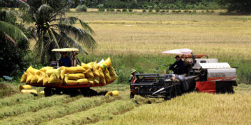 Đề án 1 triệu ha lúa chất lượng cao ở ĐBSCL: Tăng giá trị hạt gạo Việt Nam 2022